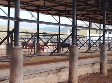 FAZENDA_VALEDOPARAIBA (12)