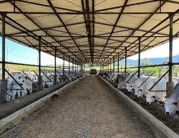 FAZENDA_VALEDOPARAIBA (4)