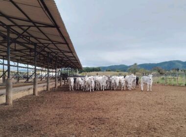 FAZENDA_VALEDOPARAIBA (4)