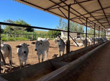 FAZENDA_VALEDOPARAIBA (6)