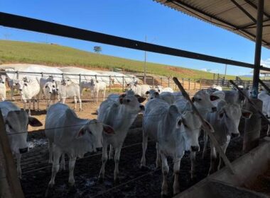 FAZENDA_VALEDOPARAIBA (7)