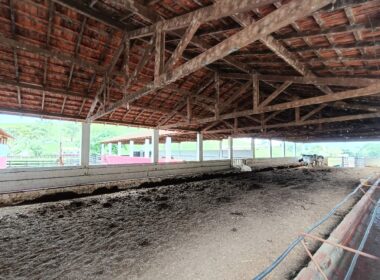 Fazenda Cachoeira (15)