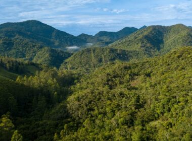Forest landscapes in the Atlantic Forest, one of the most biodiverse biomes in the world, which has been reduced to 12% of its original extent in Brazil. In the municipality of Nova Friburgo, Rio de Janeiro, the protection of nature is done by the residents themselves.
