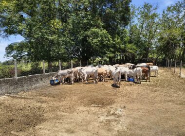 chacara_cacapava (167)